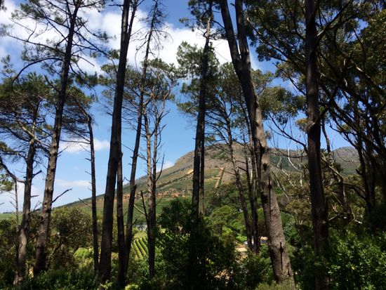 Die alten Pinien sollen alle abgeholzt werden, da sie keine einheimischen Bäume sind. Es regt sich Protest in der Bevölkerung.