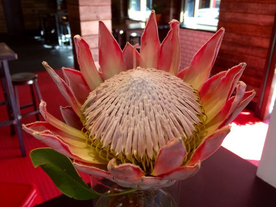 Königsprotea. Südafrika's Nationalblume