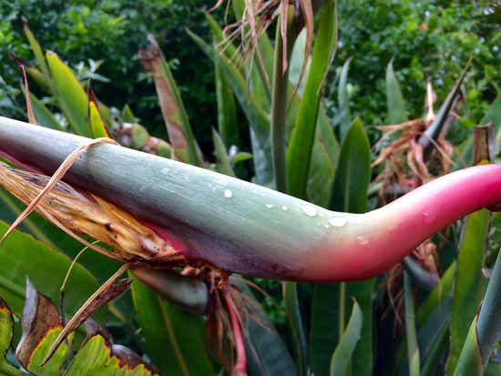 Die Königsstrelitzie - Die Blume Nelson Mandela's