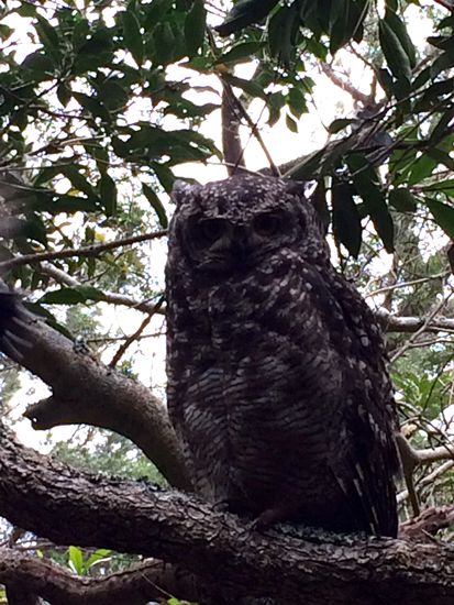 Eule, direkt über uns