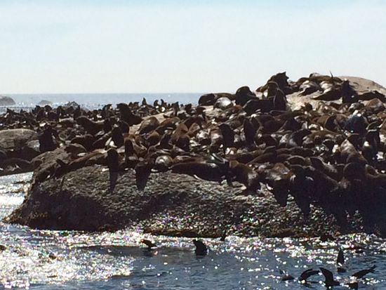 Pelzrobben auf Duiker Island