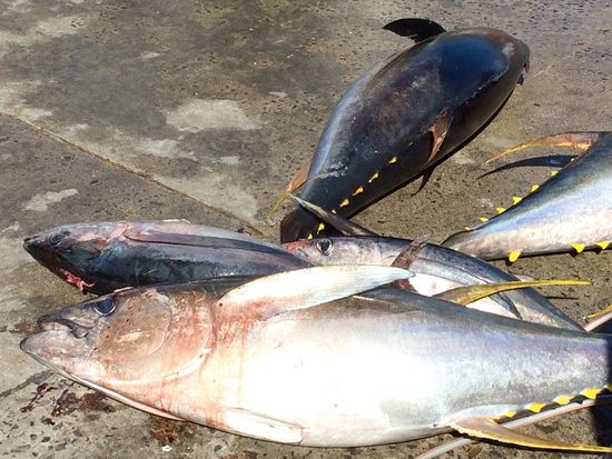 Gelbflossen Tunfisch