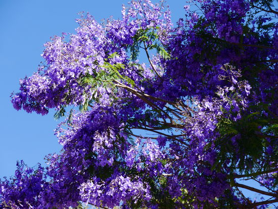 Blühende Jacaranda Bäume