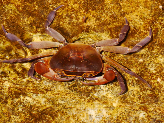 Wilde Tiere im Pool.
