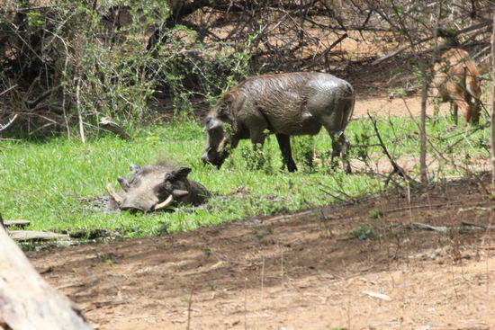 Warzenschweine beim Schlammbad.