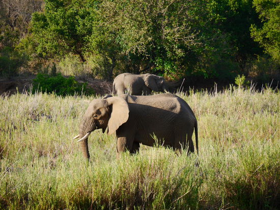 Mit Elefanten in der Abendsonne