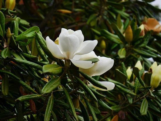 Rhododendronbaum oder so ähnlich.
