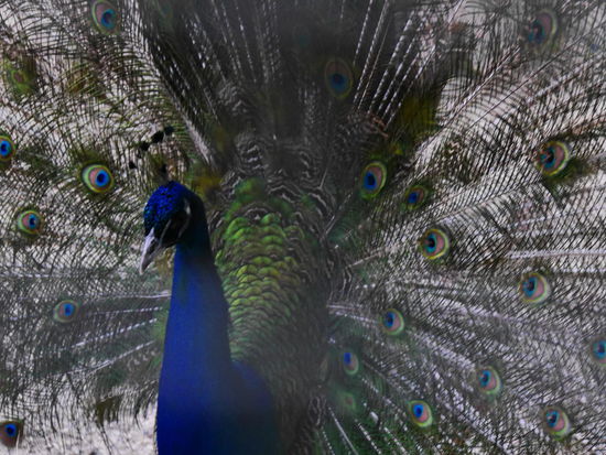 und er zeigt was er hat...