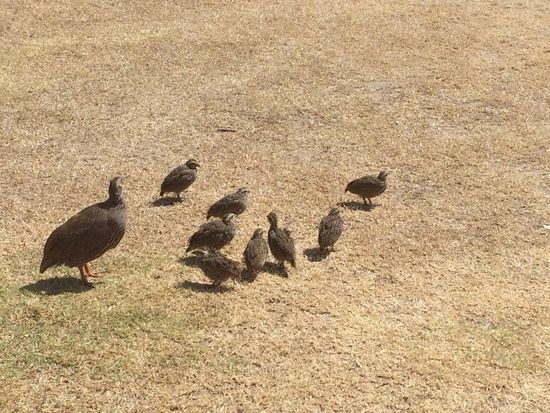 Familie Perlhuhn vor unserer Hütte