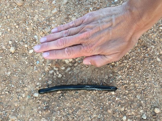 Riesen Tausendfüßler