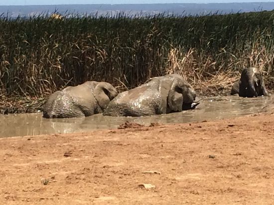 Schlammpackung - Herrlich