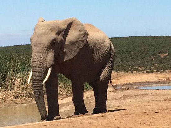 Der Chef passt auf...