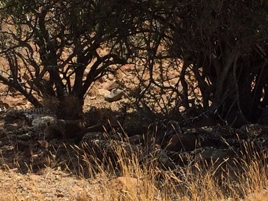 Mutter Gepard mit drei Kindern. Alle ganz entspannt.