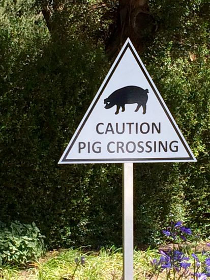 Achtung vor dem Schwein