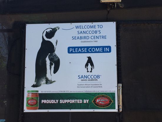 Besuch bei SANCCOB's