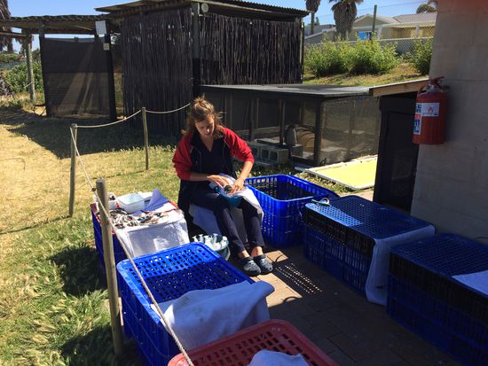 Fütterung der Baby's