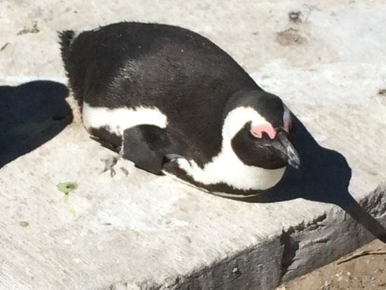 Pinguine in Betty's Bay