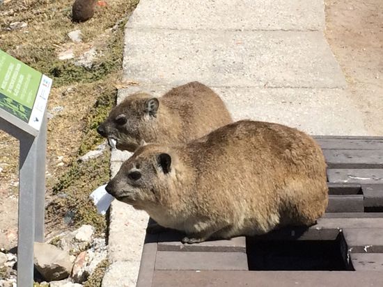 Taschentücher fressende Dassie's