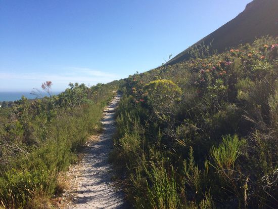 ... durch herrliche Fynbos Vegetation