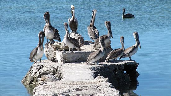 Das Empfangskomitee: Pelikane