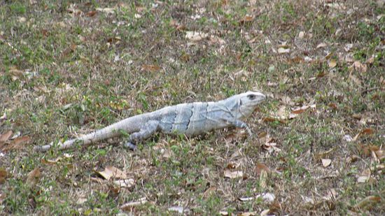 Und noch eine in grün