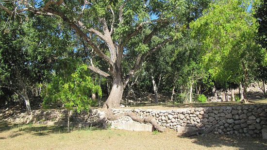 Zerstört wurden die Anlagen hauptsächlich durch Wurzelwerk