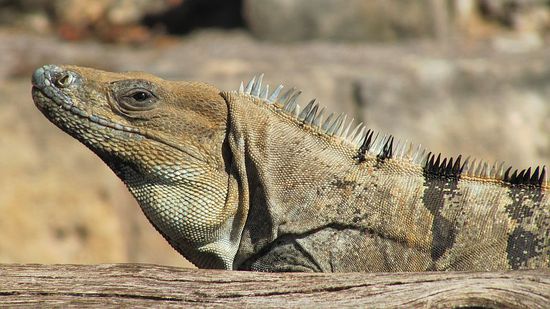 Altes Familienoberhaupt