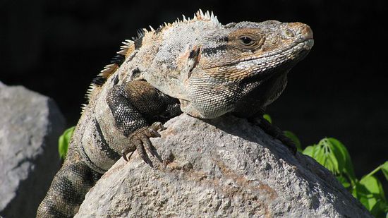 Kampfbereiter Rivale