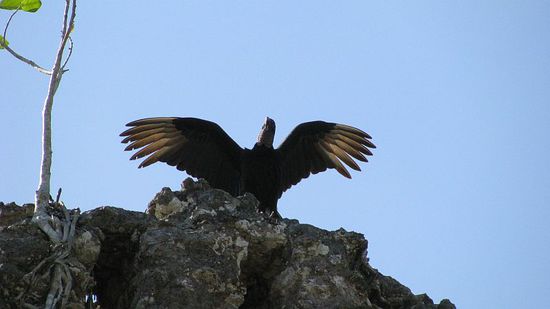 Hol's der Geier, ist hier warm...