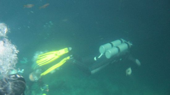 Da tauchen sie dahin...