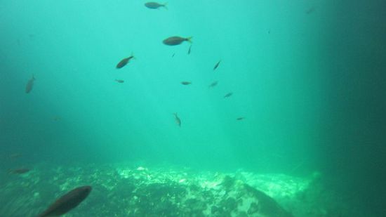 Es sind nicht nur viele Fischchen zu sehen, die sind auch frech und knabbern einen an, wenn man mal ruhig im Wasser liegt...