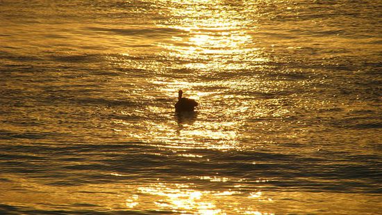 Pelikan im Sonnenuntergang