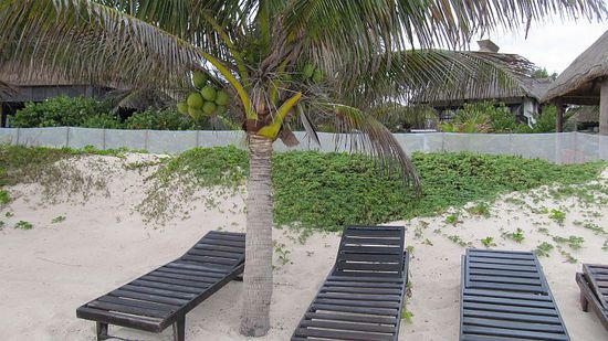 Durchschnittlich enden 15 Haiattacken pro Jahr tödlich, durch herabfallende Kokosnüsse sterben jährlich ca. 150 Menschen. Ob das der Besitzer dieser Liegen weiß?