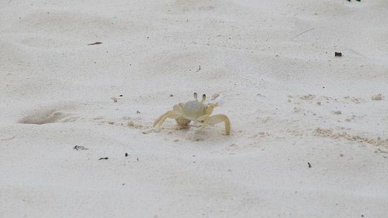 ...den Krabben beim Höhlenbuddeln...