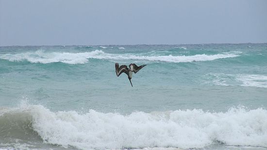 ...und den Pelikanen bei Ihren halsbrecherischen Flugmanövern zugeschaut.