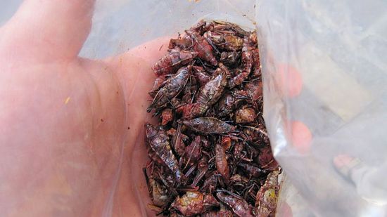 Schmecken besser, als sie aussehen...