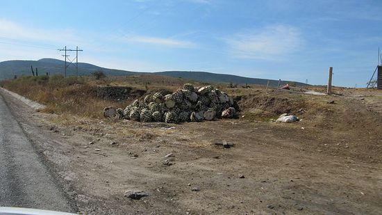 Agavenherzen am Straßenrand