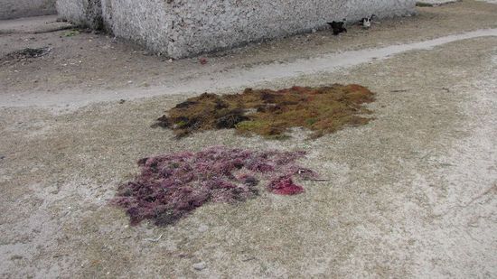 Seaweed, Seetang zum Trocknen ausgelegt.