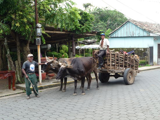 Ochsenkarren als Transportmittel
