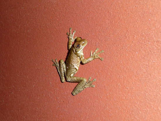 Besuch an der Hauswand unserer Cabina