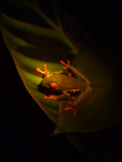 Rotaugen-Laubfrosch - der typische Frosch in Costa Rica