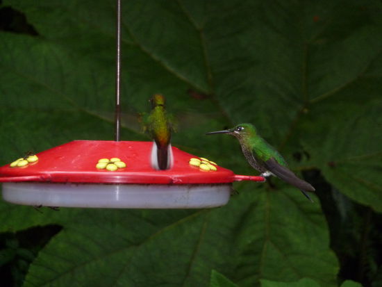 Kolibris am Eingang des Reserva Santa Elena
