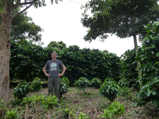 Simon in einem Kaffeefeld