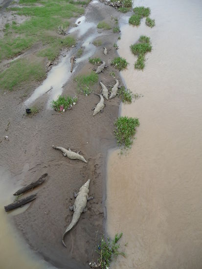 Krokodile am Flussufer