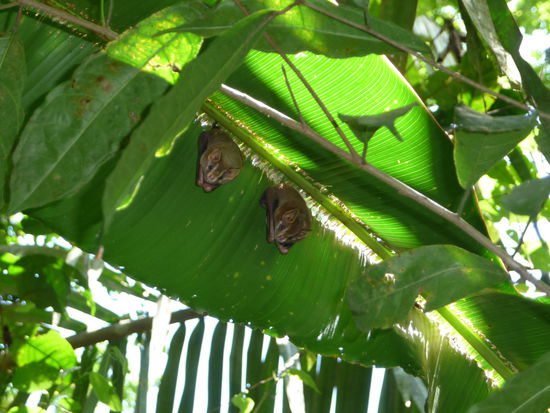 Fledermäuse unterm Palmenblatt