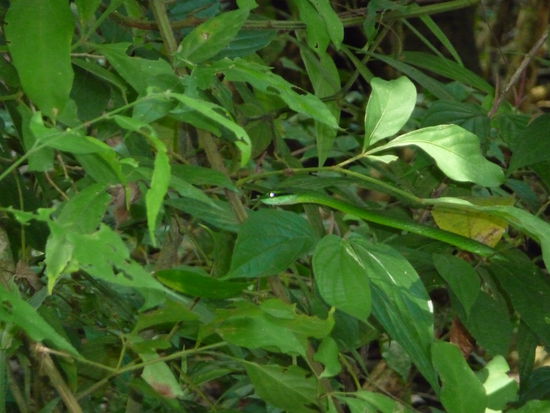 Suchbild: Wo ist die Schlange?