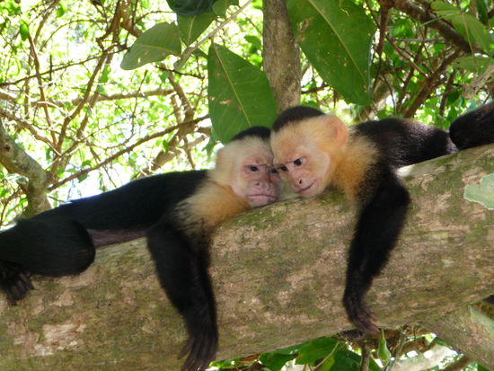 zwei Kapuzineräffchen (von den Touris genervt?)