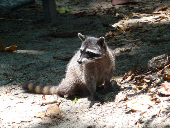 der freche Waschbär