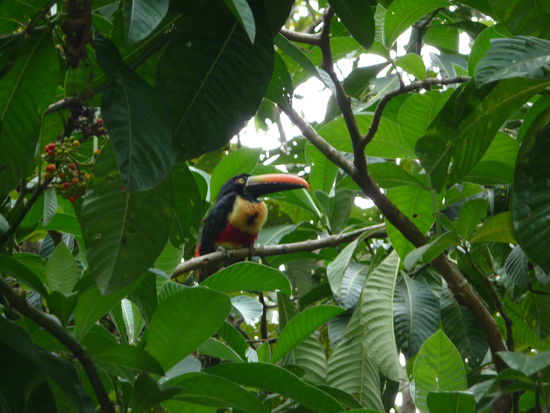 Tucan