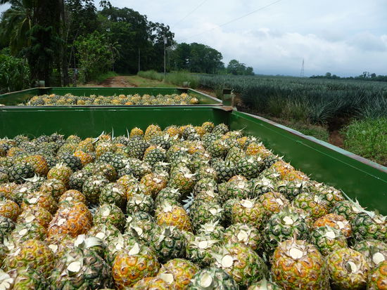 geerntete Ananas mit dem Feld im Hintergrund